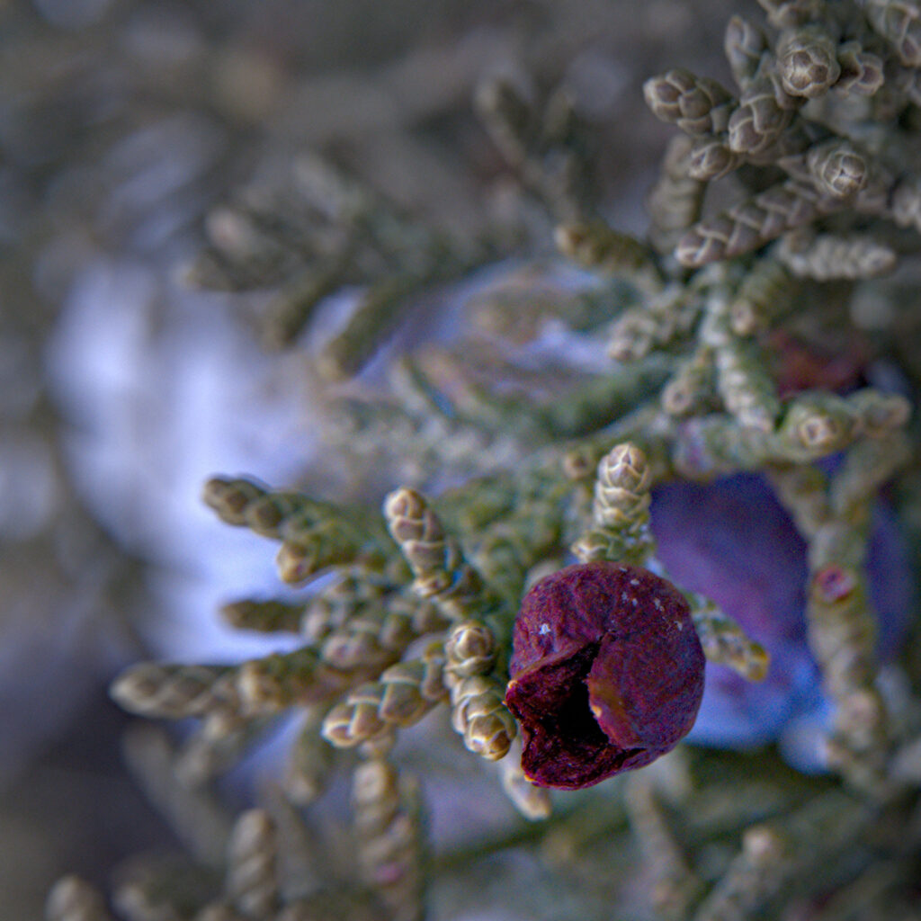 Juniper Berry In Snow